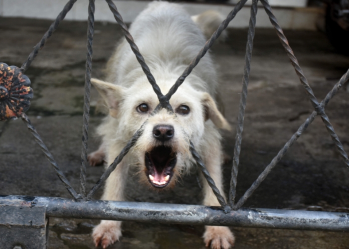 Ilustrasi anjing liar