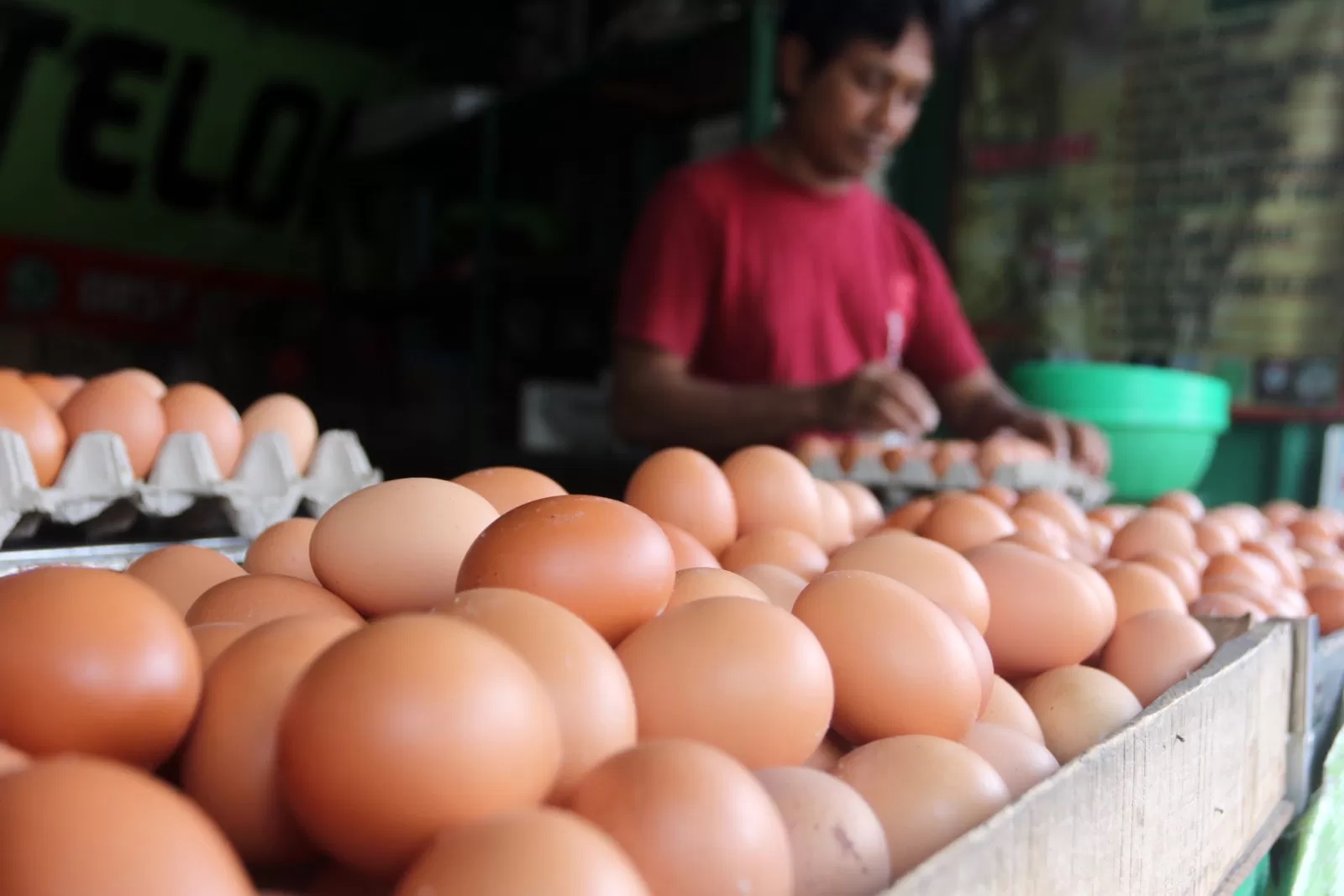 ilustrasi harga telur turun lagi.