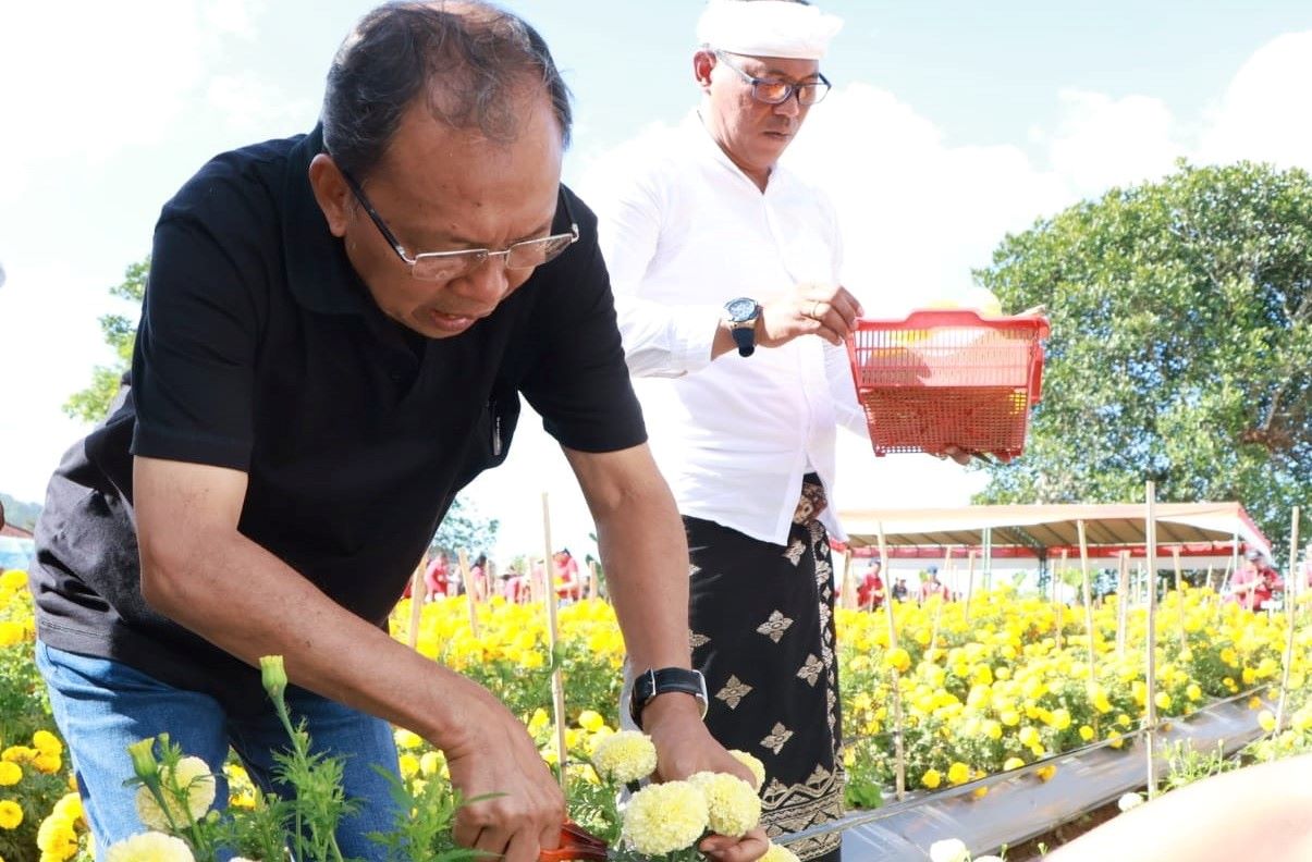Gubernur Bali Wayan Koster panen Gemitir Bali Sudamala di Kebun Percobaan Bali Gemitir, Desa Antapan, Kecamatan Baturiti, Tabanan, Rabu 19 Juli 2023