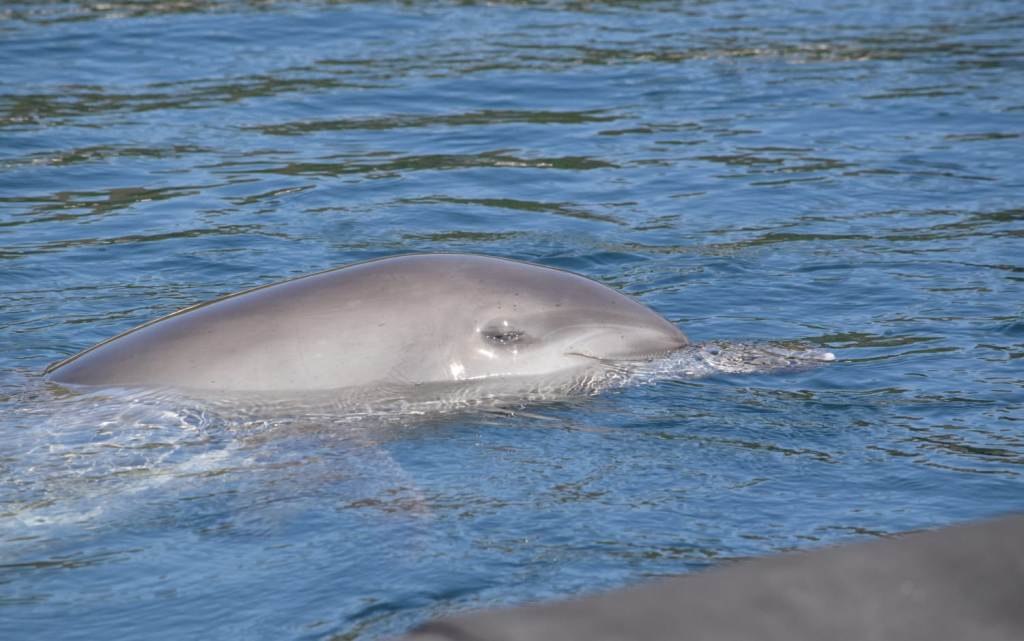 Rambo saat berada di kolam rehabilitasi Teluk Banyuwedang sesaat sebelum dilepasliarkan.