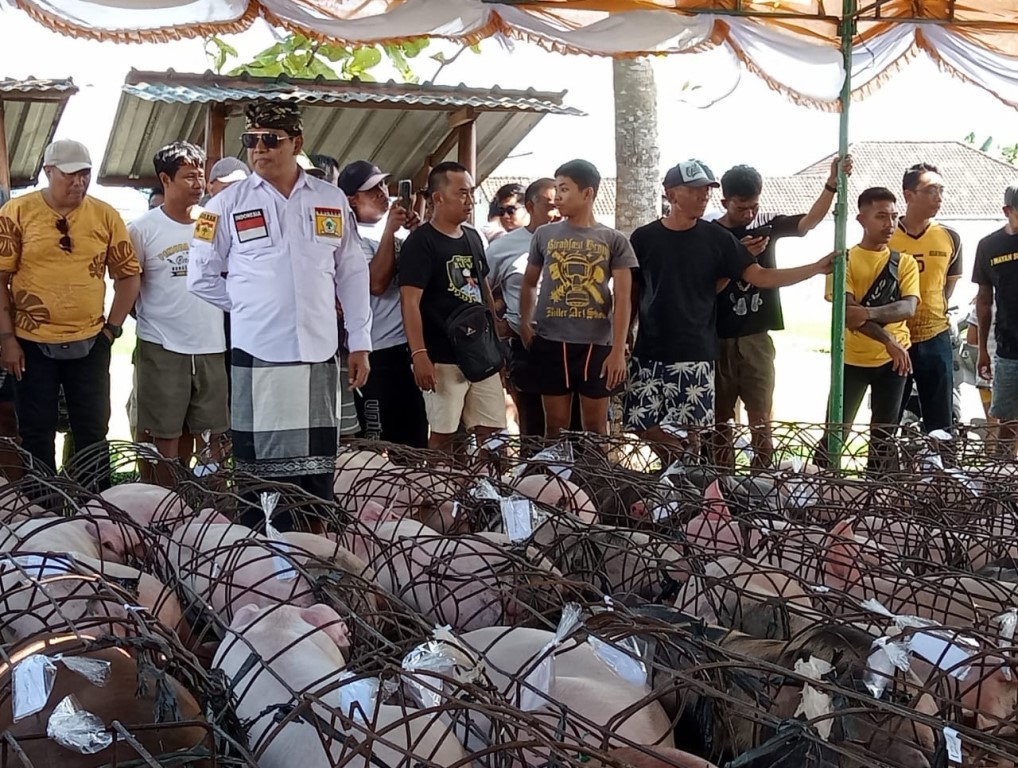 PEMANTAUAN: Wakil Ketua I DPRD Badung, I Wayan Suyasa (saput poleng) saat memantau pembagian 12 ton daging babi, Minggu (30/7).