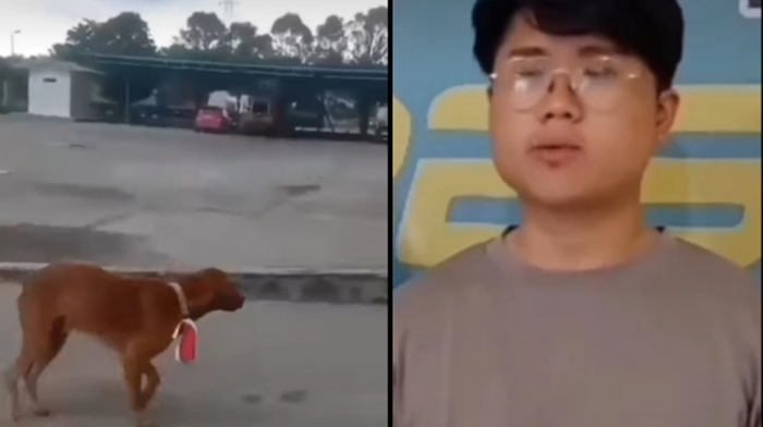 Pria lilitkan bendera merah putih ke leher anjing ditetapkan tersangka