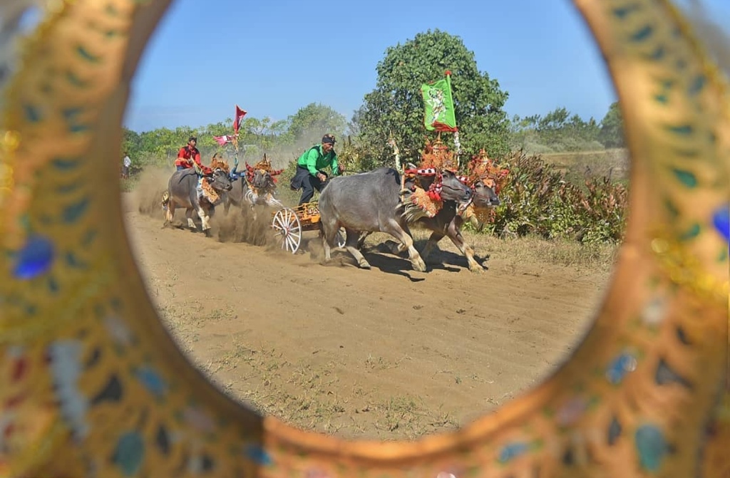 Tradisi Makepung dapat dijumpai di Kabupaten Jembrana. Tradisi itu dilakukan dengan menggunakan sepasang sapi jantan.