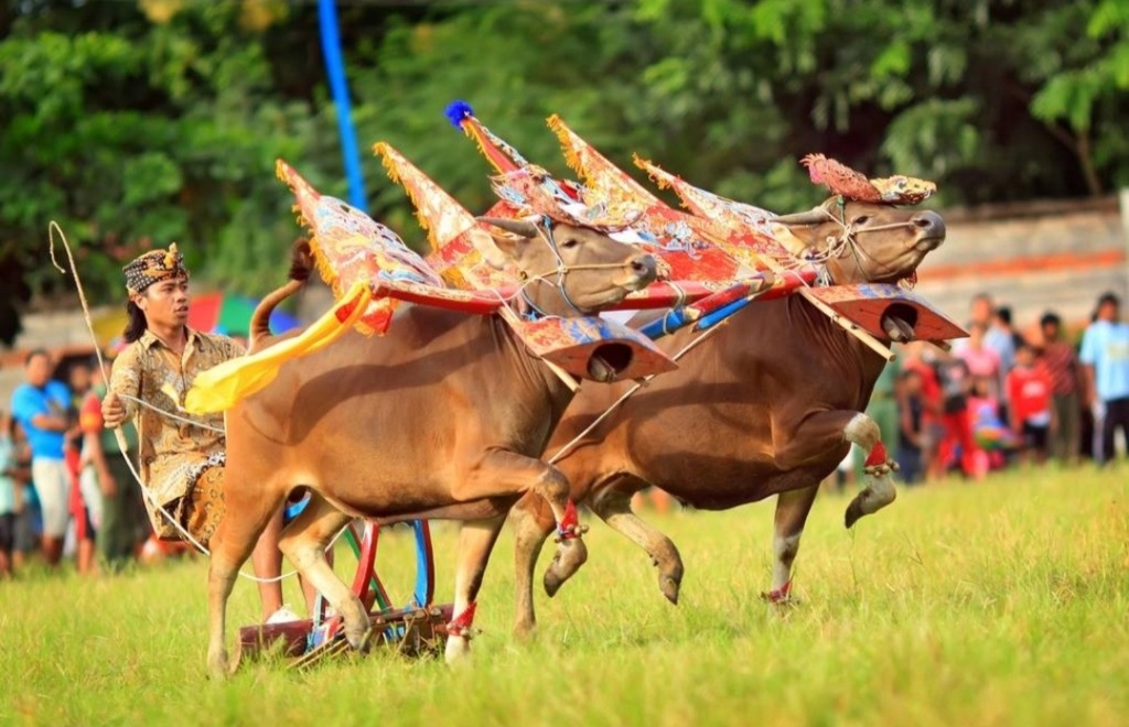 Sapi Gerumbungan mirip dengan tradisi Mekepung di Jembrana.