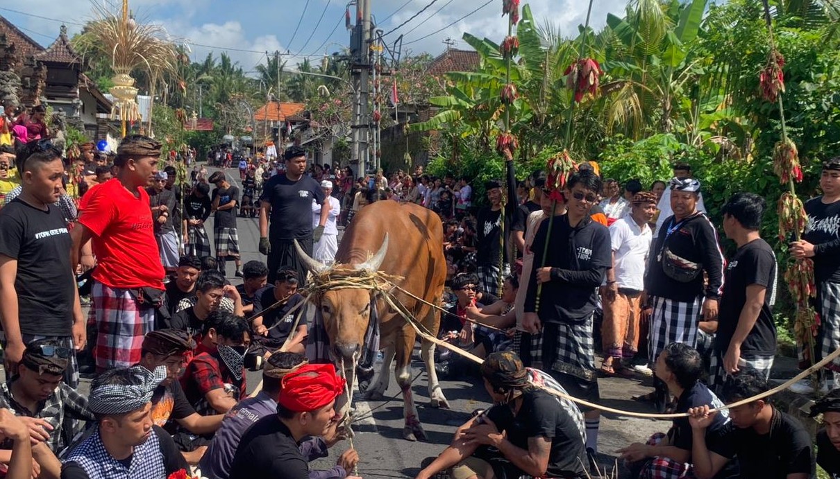 Warga Desa Adat Besang Kawan Tohjiwa, Kabupaten Klungkung, Bali antusias melaksanakan ritual tradisi caru Majaga-jaga, Selasa 15 Agustus 2023.