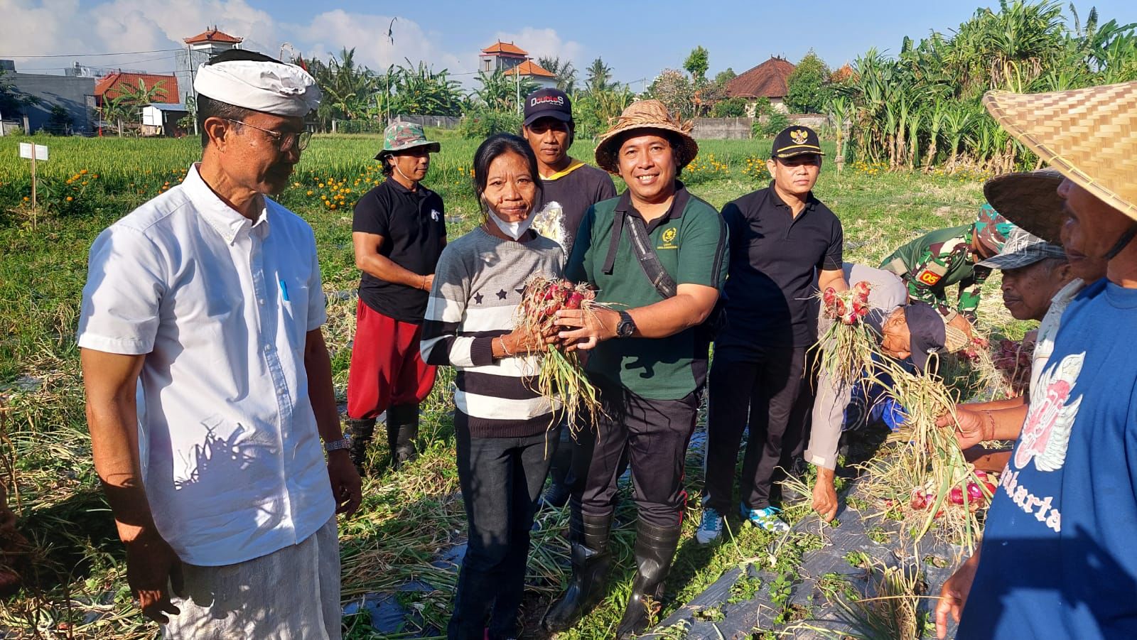 Pemdes Darmasaba bersama Disperpa Badung panen bawang di Banjar Taman, Desa Abiansemal, Badung, Kamis 24 Agustus 2023.