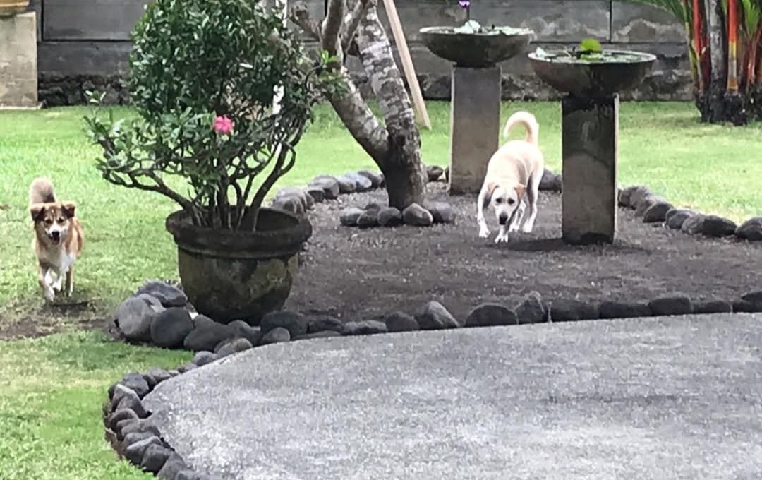 Salah satu tempat penitipan anabul di Denpasar Bali