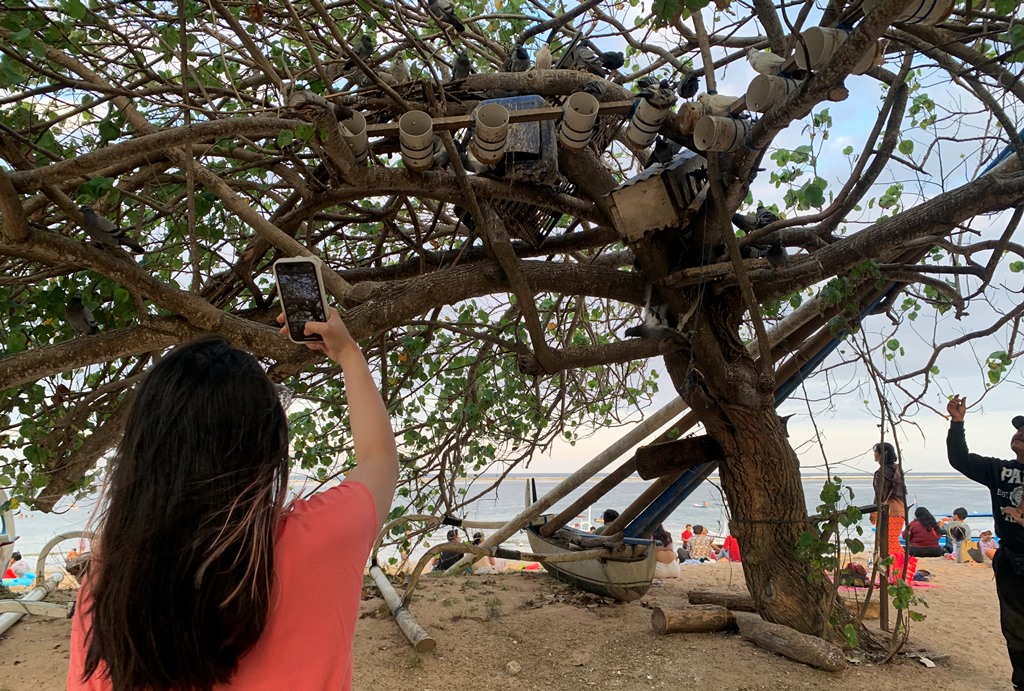 BURUNG: Salah seorang pengunjung mengabadikan momen melihat kumpulan burung merpati di Pantai Karang, Sanur, Denpasar, Bali.