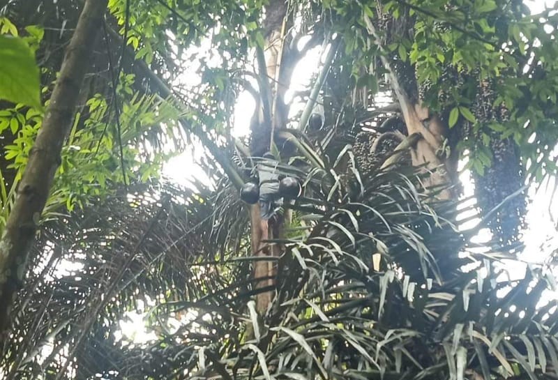 Pohon aren di Desa Pedawa, Kecamatan Banjar, Buleleng, Bali dianggap sakral.