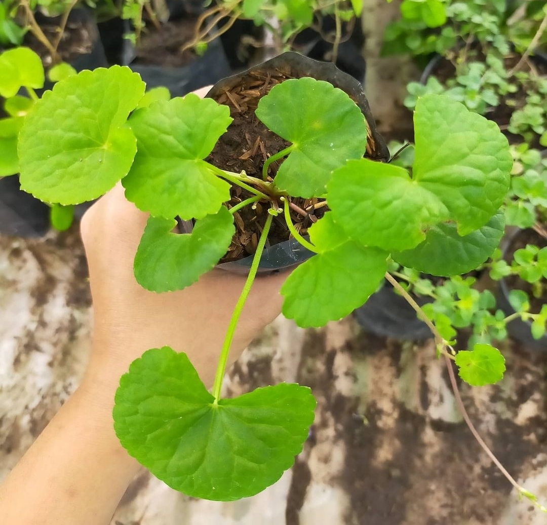 PEGAGAN: Centella Asiatica atau dalam bahasa Bali dikenal dengan nama don piduh saat ini menjadi incaran pengusaha kosmetik dunia.