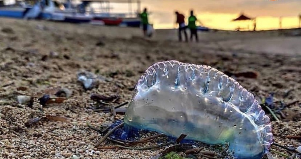TEMUAN: Kemunculan ubur-ubur beracun di Pantai Sanur