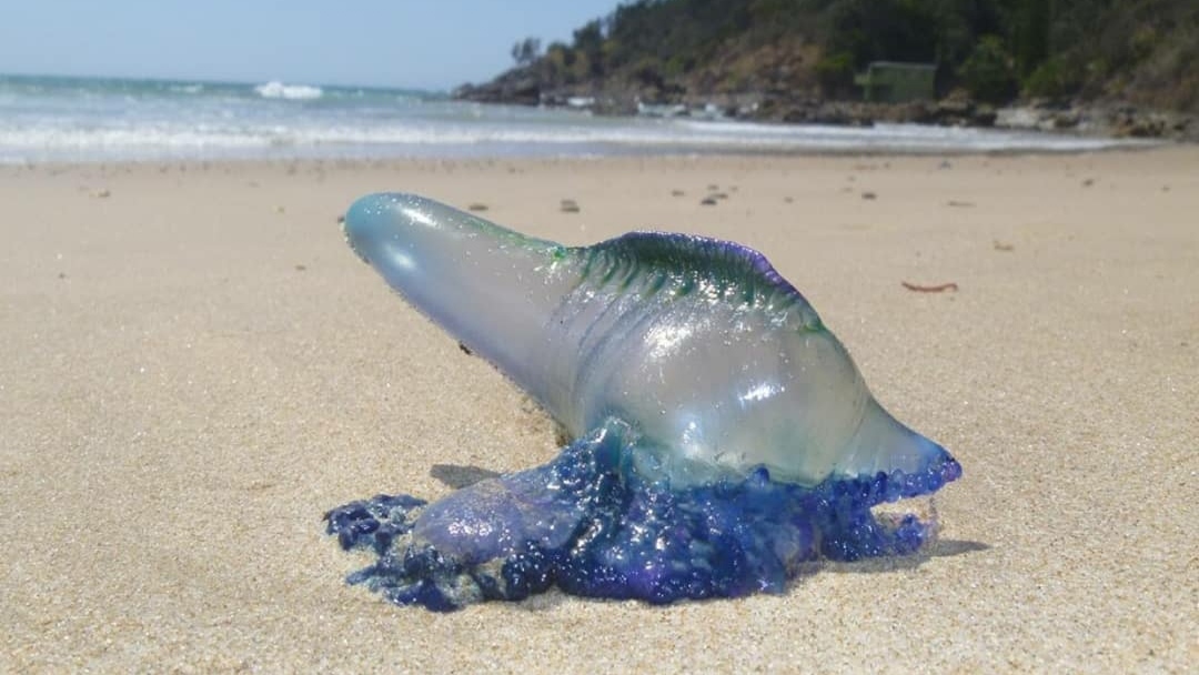 Ubur-ubur Blue Bottle Muncul di Pantai Sanur Bali, Pertolongan Pertama dan Cara Aman Hadapi Sengatan