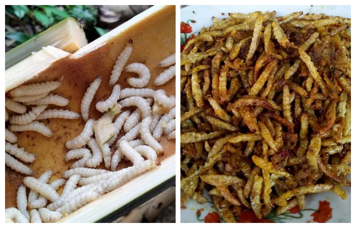 Ulat kelong sebelum (kiri) dan sudah dimasak (kanan). Kuliner ini bisa dibilang salah satu kuliner ekstrem di Bali.