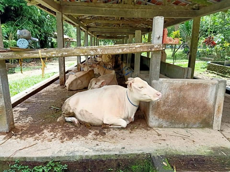 Lembu Putih di Desa Taro, Kecamatan Tegalalang, Gianyar Bali.