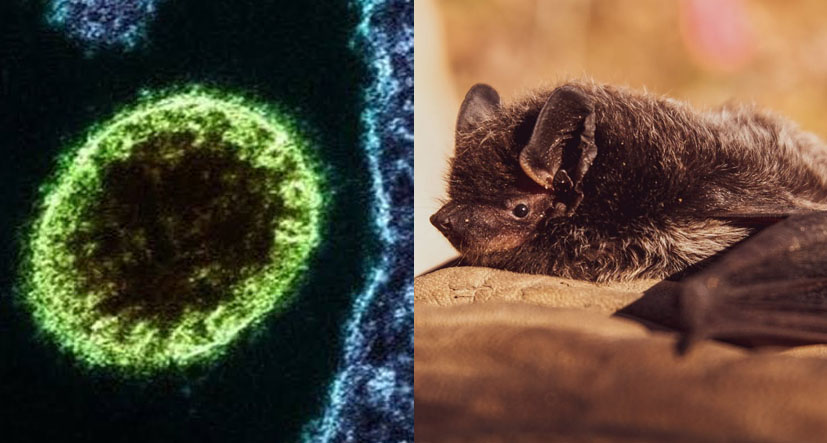 LEBIH MEMATIKAN: Ilustrasi,  virus Nipah berpotensi jadi pandemi. Virus ini 75 kali lebih mematikan disbanding Covid-19.