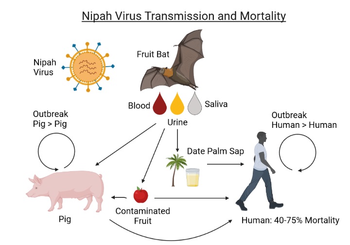 VIRUS NIPAH: Ilustrasi, virus Nipah saat ini sedang menyerang negara bagian Kerala di India Selatan.