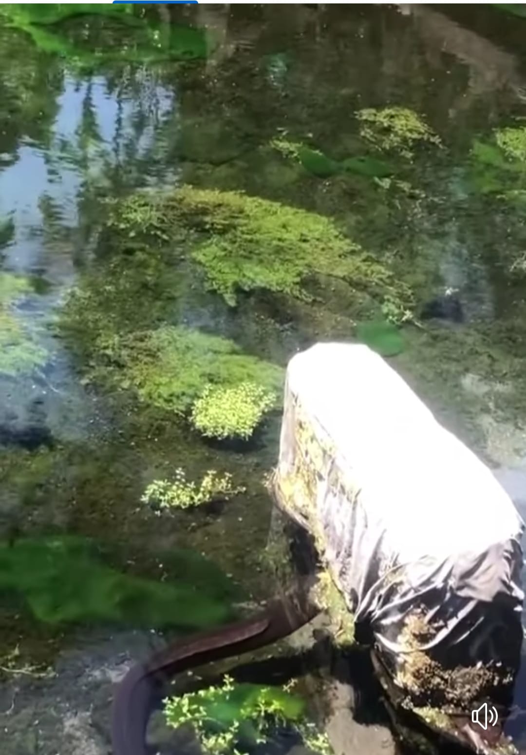 BE JULIT: Be julit yang terlihat di areal kolam Pura Tirta Empul biasanya muncul sewaktu-waktu. Diyakini membawa berkah bagi yang melihatnya.