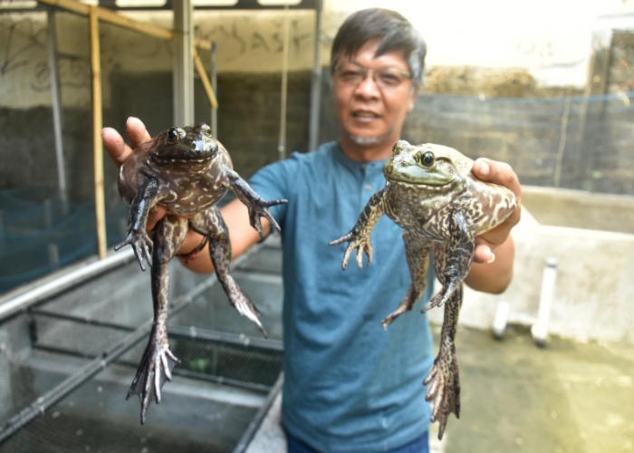KODOK LEMBU : Wayan Suryawan dengan budidaya Kodok Lembu di Rumah Kodok Amertha, Padangsambian Kaja, Denpasar Barat.