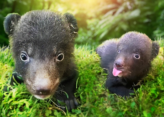 Liam dan Liu, bayi beruang hitam yang baru lahir di Bali Safari Park.