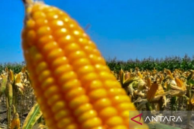 JAGUNG: Mengurangi ketergantungan pada beras, salah satu langkah yang disarankan Mendagri adalah mengonsumsi jagung.