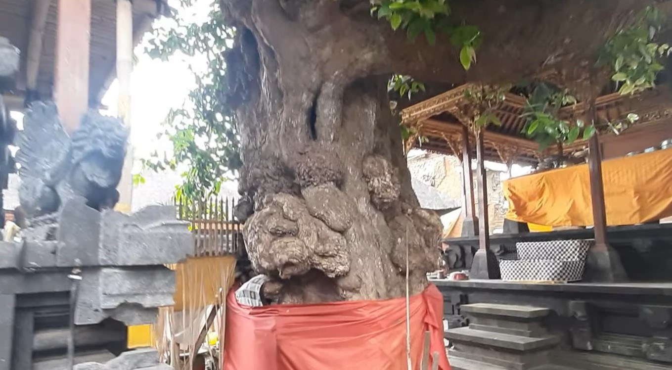 Pohon kampuak di Pura Er Jeruk diyakini sebagai tongkat dari Dang Hyang Nirartha yang terus tumbuh hingga sekarang.