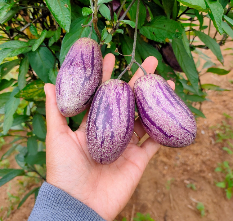 Buah Pepino yang kaya manfaat bagi kesehatan kini semakin dilirik untuk dikonsumsi