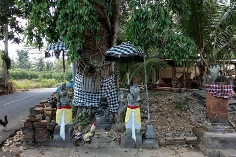 POHON : Salah satu pohon yang dibalut dengan saput poleng. Ini merupakan ajaran kearifan lokal orang Bali yang beragama Hindu.