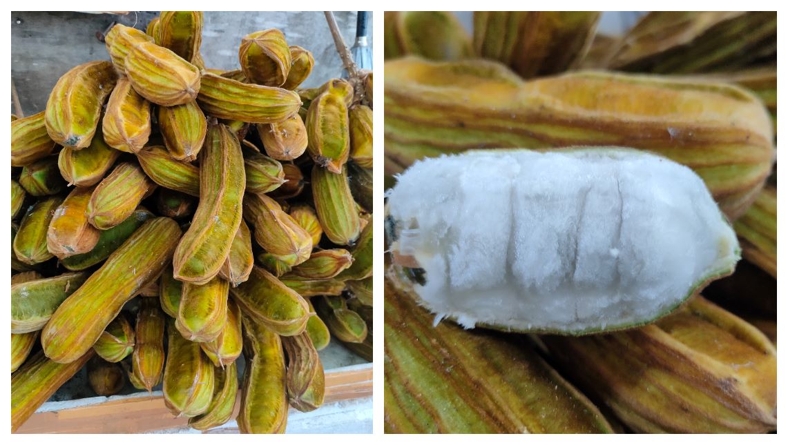 Buah Salju yang banyak dijual di pinggir jalan kawasan Bedugul, Bali.