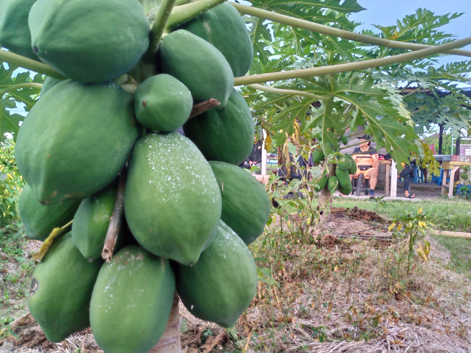 PEPAYA: Buah pepaya yang selama ini hanya untuk dimakan, ternyata bisa diolah menjadi bahan bakar sejenis bensin.