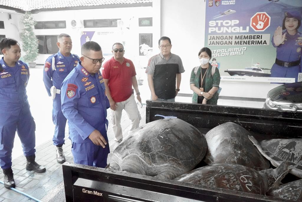 SERGAP: Belasan penyu dapat diamankan saat hendak diselundupkan melalui wilayah Taman Nasional (TN) Bali Barat, Cekik, Kelurahan Gilimanuk, Melaya, Jembrana, Bali.