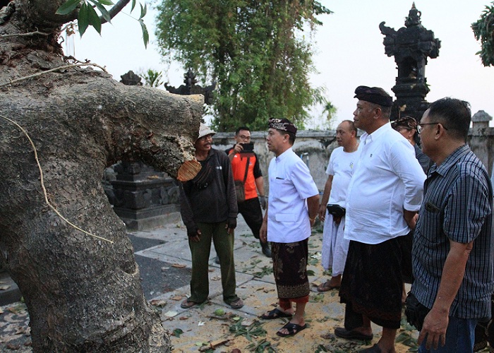 TINJAU : Bupati Klungkung, I Nyoman Suwirta didampingi Ketua DPRD Kabupaten Klungkung, Anak Agung Anom meninjau pohon kepah tumbang di Pura Dalem Setra Seluang.