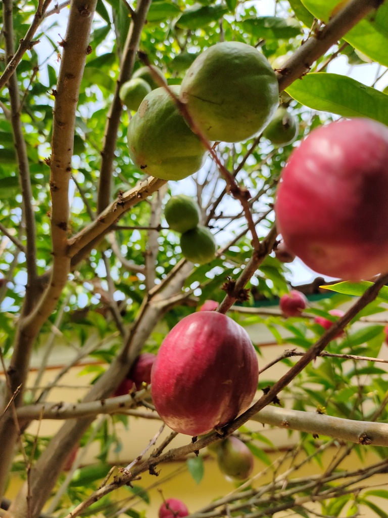 MAKHOTA DEWA: Buah makhota dewa disebut mengandung senyawa flavonoid dan polifenol  yang memiliki banyak khasiat untuk kesehatan.