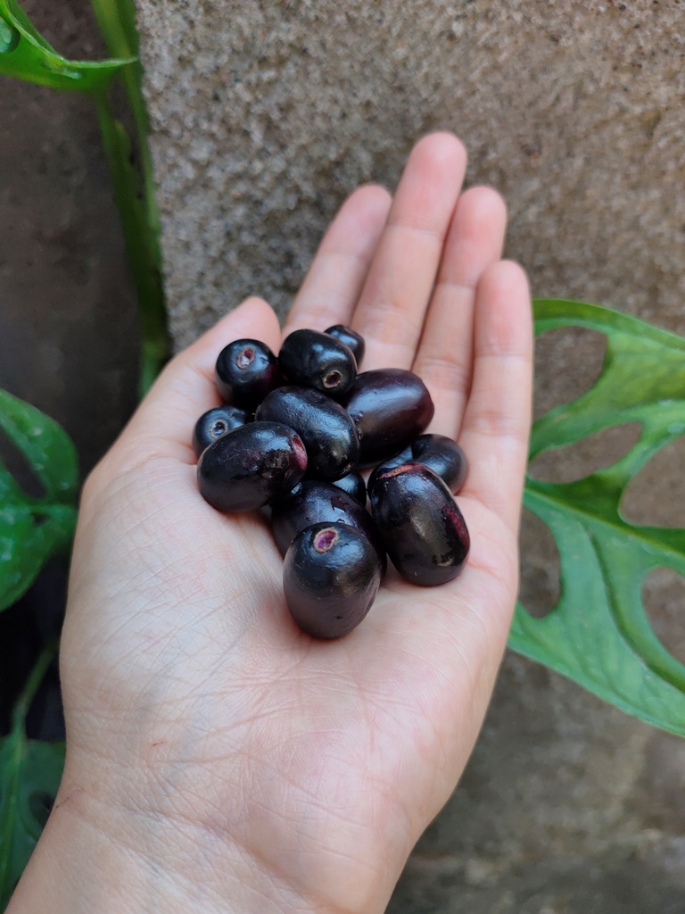 JAMBLANG: Buah jamblang atau sering disebut buah juwet memiliki rasa khas manis-manis sepat. Ada cara khusus untuk menikmati buah juwet agar makin nikmat.