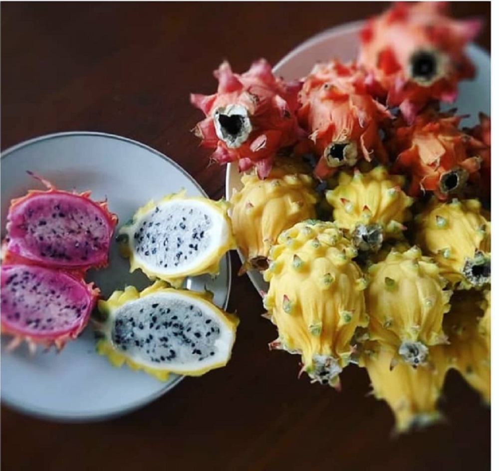BUAH NAGA KUNING: Buah naga sisik kuning yang dibudidayakan pensiunan notaris asal Desa Tajun, Buleleng, I Made Arnaja.