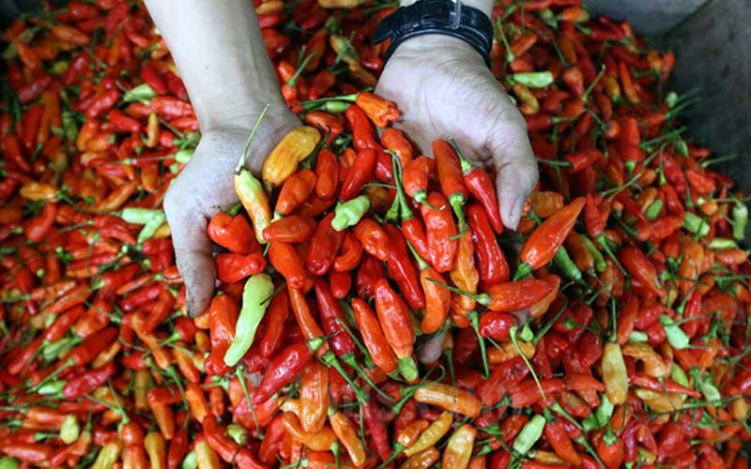 harga cabai turun
