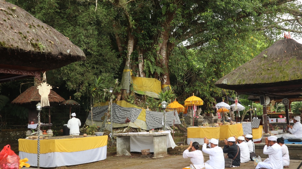 PURA : Pura Luhur Pucak Petali, di Desa Adat Jatiluwih, Kecamatan Penebel, Tabanan memiliki sebuah pohon aneh. Daun pohon berganti tiga kali setiap tahun.