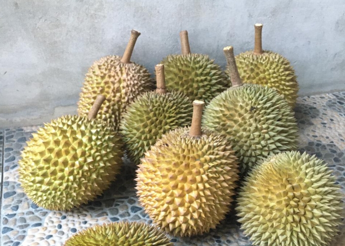 MUSIM BUAH :Buah Durian milik warga di Buleleng.