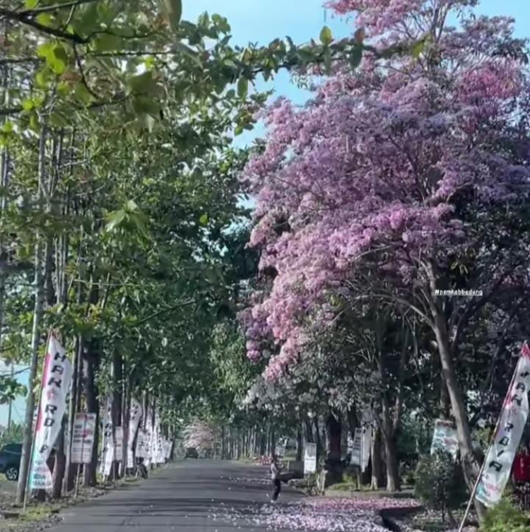 Bunga Tabebuya bermekaran di sepanjang jalan Sempidi Kawasan Puspem Badung