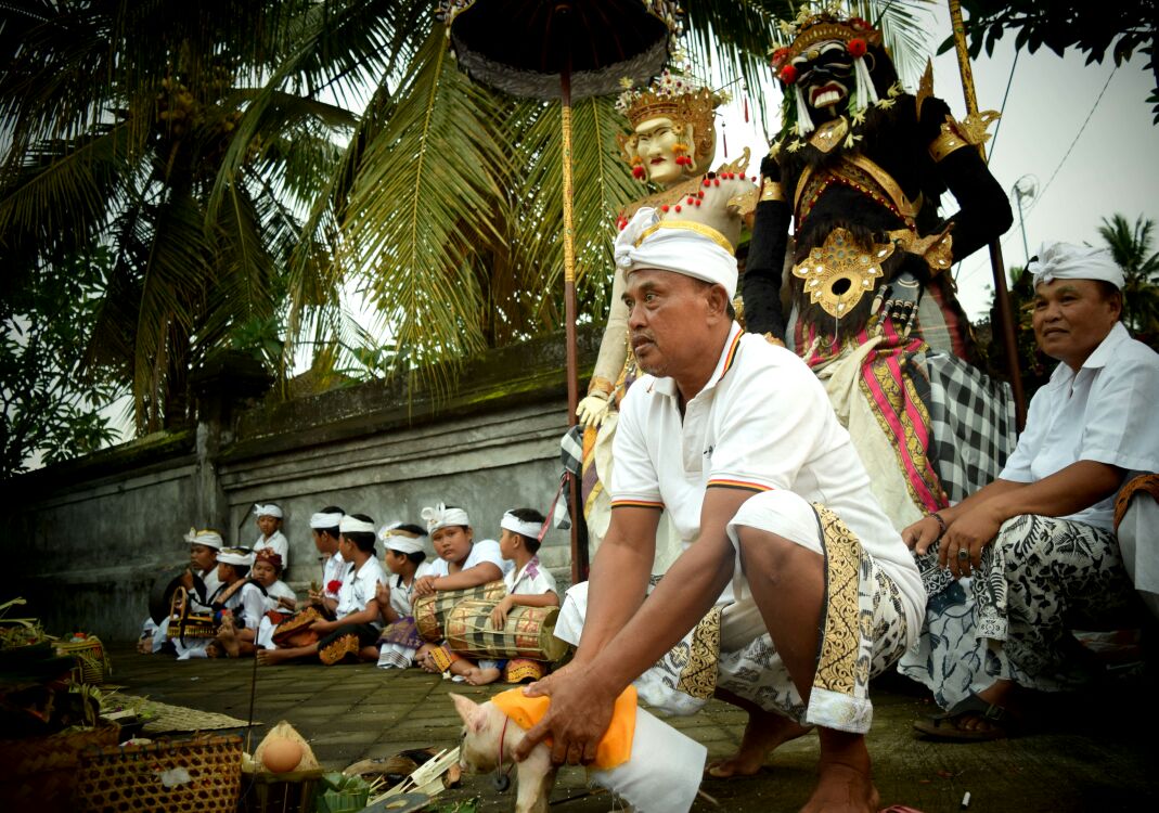 Pelaksanaan tradisi nyambleh kucit butuan di Banjar Mas, Desa Sayan, Kecamatan Ubud, Gianyar, Bali.