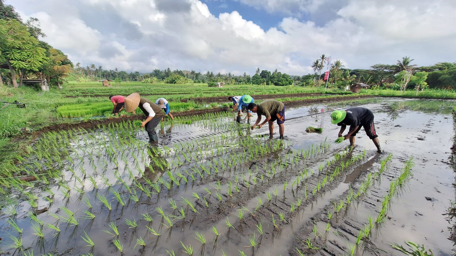 Dinas Pertanian, Pangan dan Perikanan Kabupaten Karangasem, Bali melakukan penanaman padi salibu sebagai percontohan.
