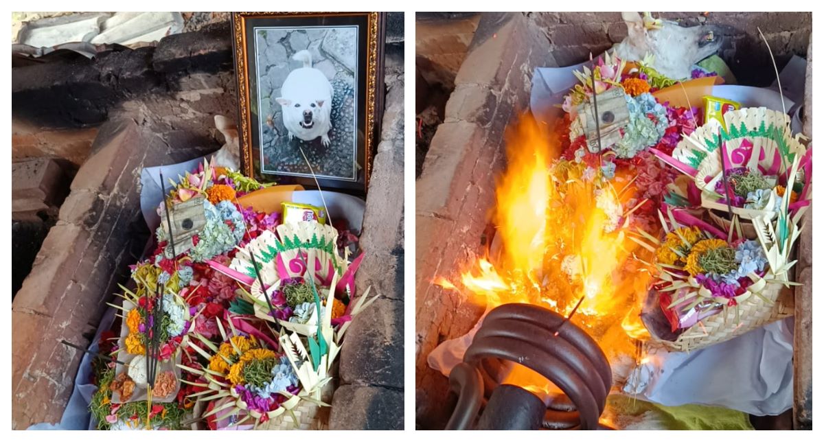 Aktivitas kremasi hewan di Bali Pet Burial Cremation Tabanan, Bali.