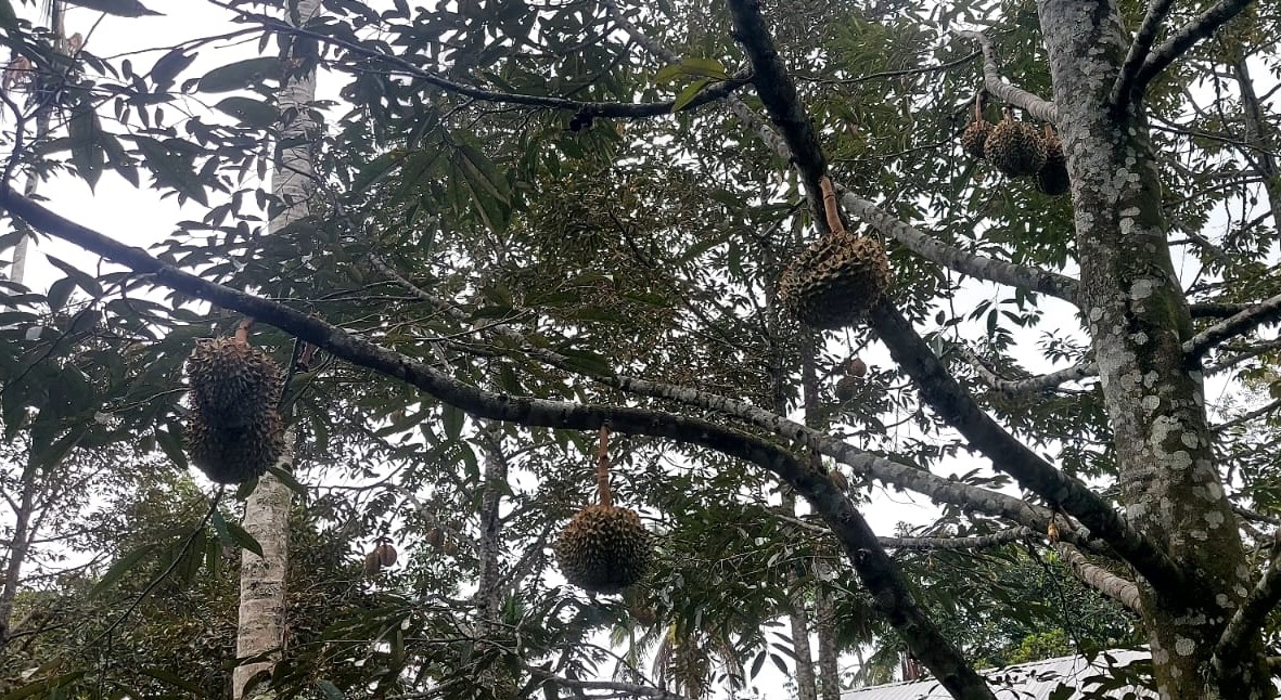 Wisatawan yang datang ke wisata kebun di Desa Dalang, Kecamatan Selemadeg, Kabupaten Tabanan, Bali tinggal petik sendiri durian yang diinginkan.