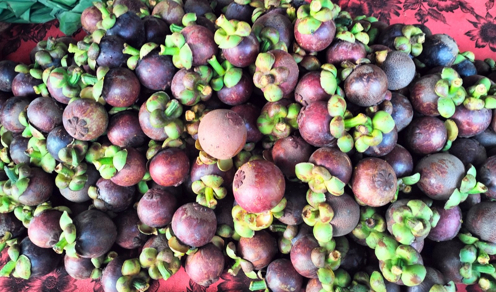 Buah manggis di Busungbiu, Buleleng ukurannya kecil membuat harganya murah.