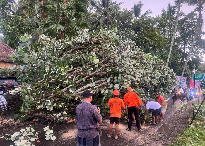 Pohon Waru Tinggi 12 Meter di Banjar Bangkiang Sidem Gianyar Roboh, Tutupi Badan Jalan dan Menimpa Motor Scopyy Rabu sore (13/12).