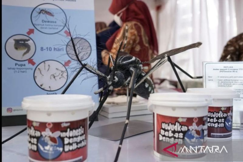 WOLBACHIA: Telur nyamuk ber-Wolbachia yang ditolak penyebarannya di beberapa daerah di Indonesia, termasuk Bali.
