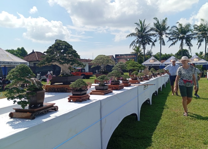 BONSAI : Pameran Bonsai Batuan &lsquo;Suapi&rsquo; di Lapangan Yudistira, Kecamatan Sukawati, Selasa (26/12).