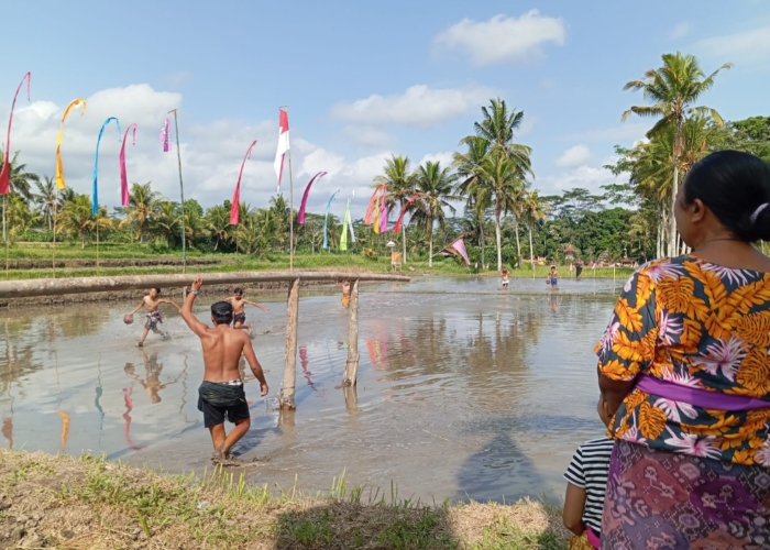 Krama Desa Adat Suwat melakukan permainan tradisional di dua petak sawah yang berlumpur, Sabtu (30/12).
