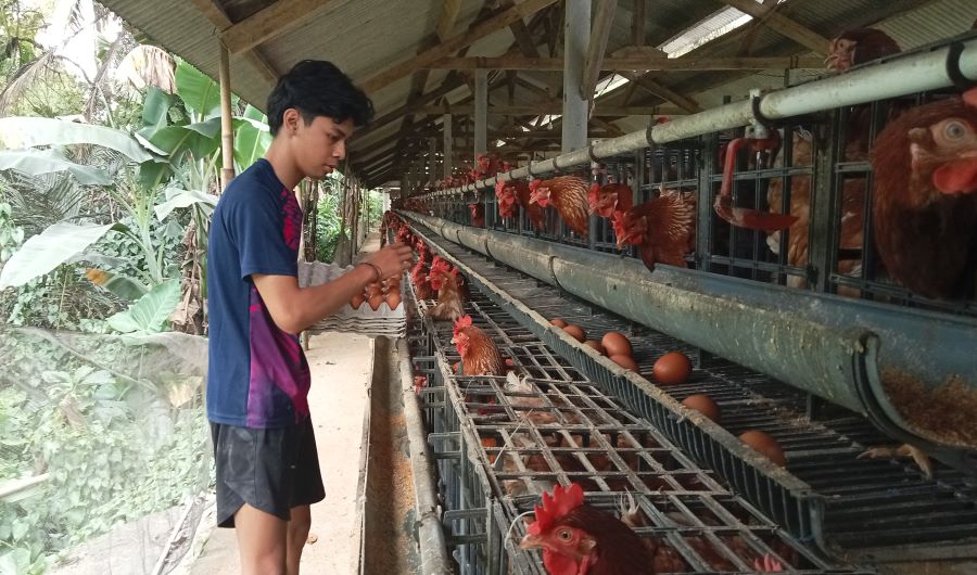 Peternak ayam petelur di Desa Sebudi, Keamatan Selat, Karangasem, Bali saat berada di kandang ternaknya, Senin, 15 Januari 2024.