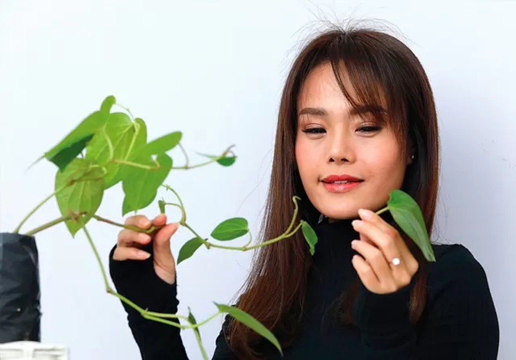 BERMANFAAT: Merlin Sanjaya memetik daun sirih hijau. Sirih dapat membantu mencegah dan mengatasi serangan infeksi kuman dan jamur pada organ kewanitaan penyebab keputihan. (Angger Bondan/Jawa Pos)