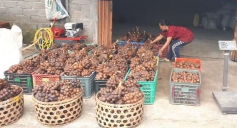 Harga salak gula pasir di Tabanan, Bali anjlok.
